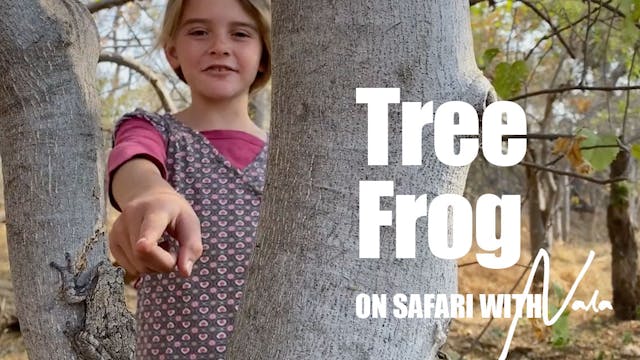 On Safari With Nala - Tree Frog 