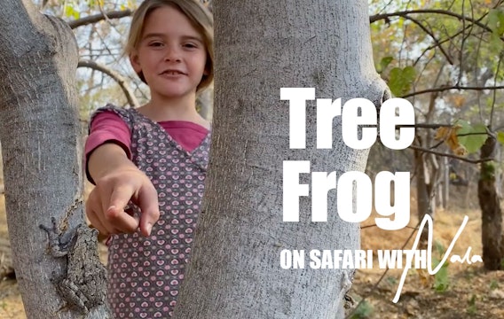 On Safari With Nala - Tree Frog 