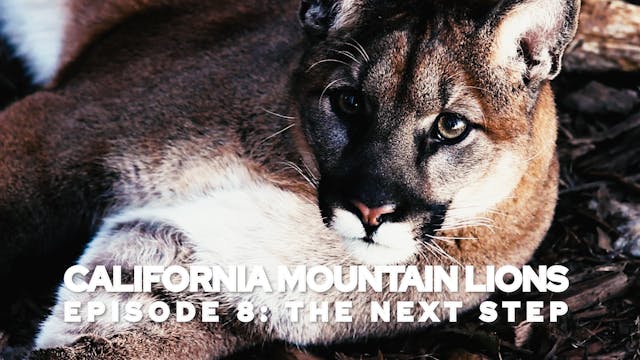 California Mountain Lions Episode 8