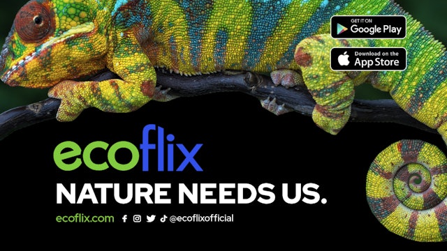 Ecoflix- NGO Inspiration Reel 