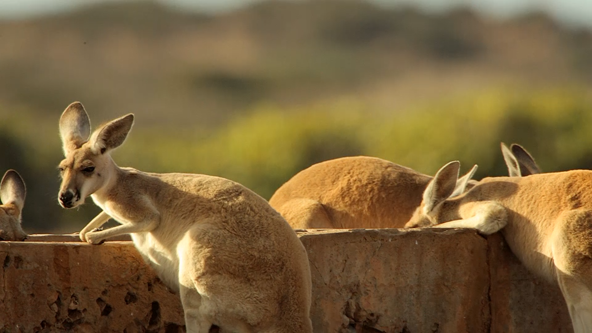 Ningaloo Shark Bay - Tim Meecham