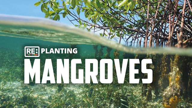 Replanting Mangroves