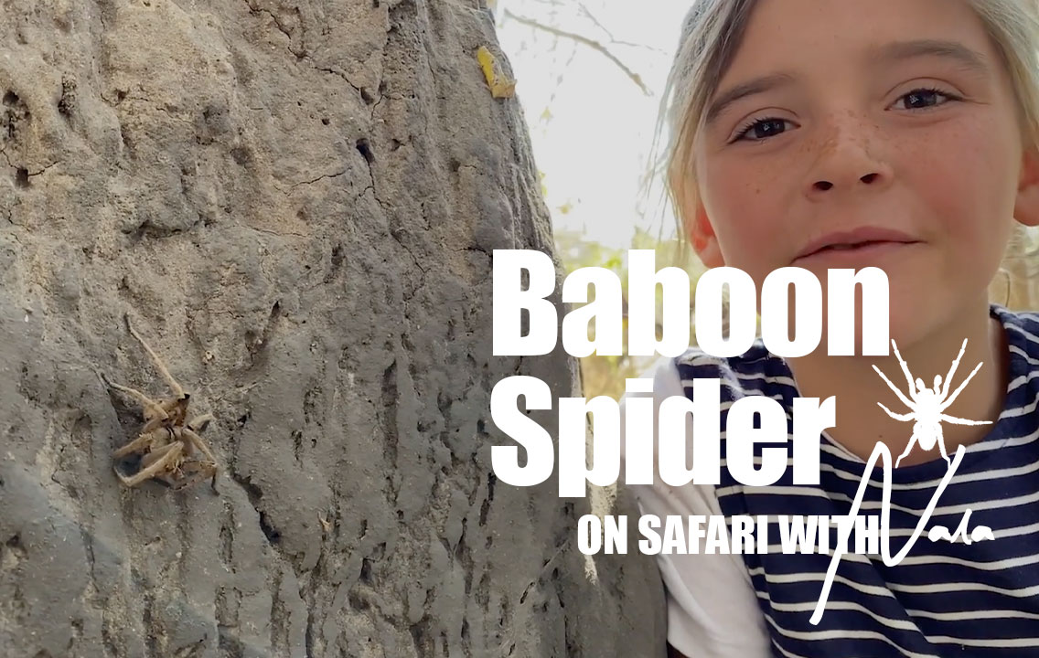 On Safari With Nala - Baboon Spider
