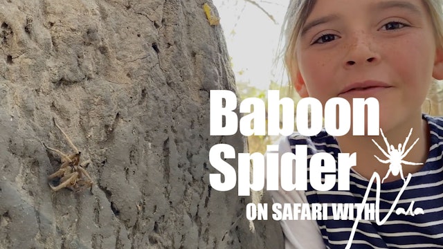 On Safari With Nala - Baboon Spider