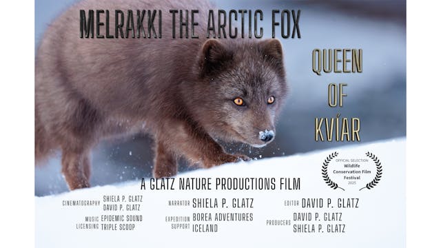 Melrakki Arctic Fox WCFF 2025 Teaser