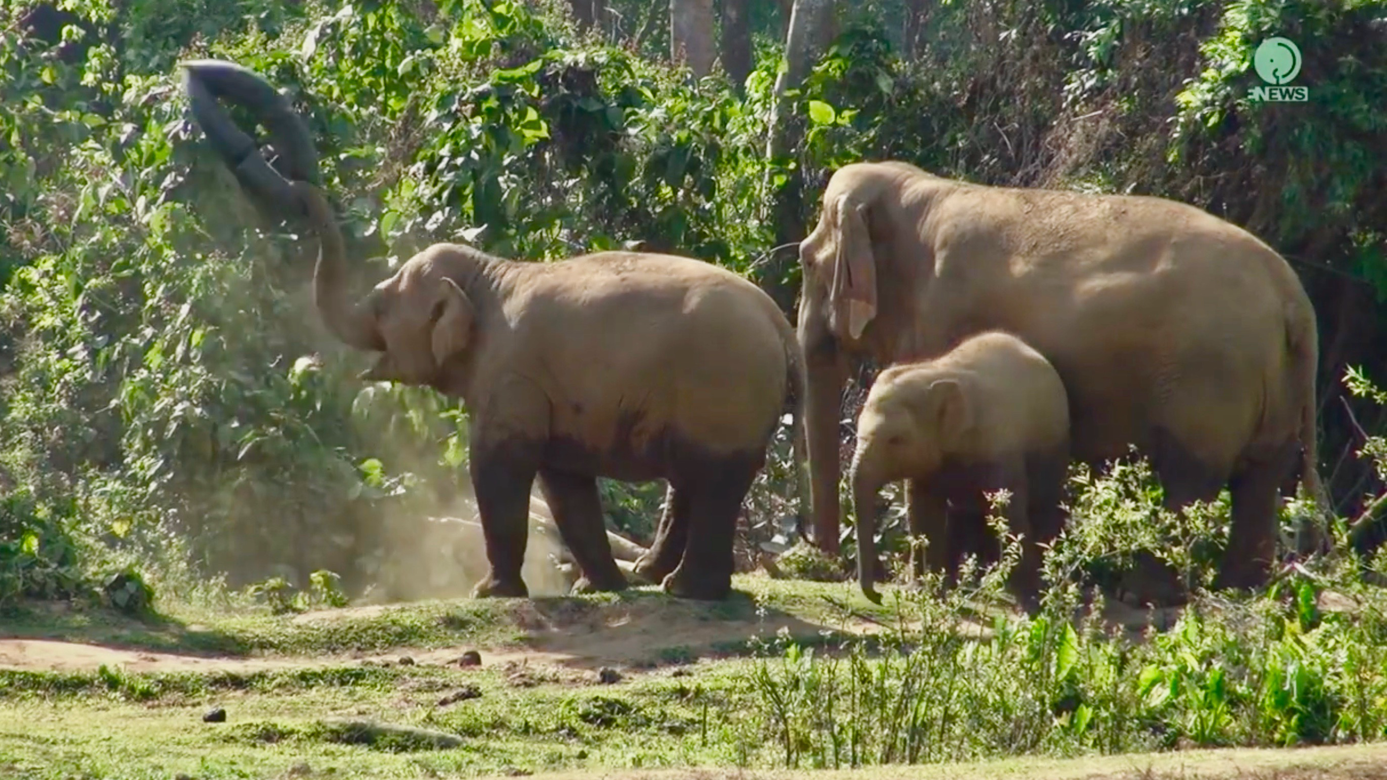 Elephant plays with and gets stuck in tyre