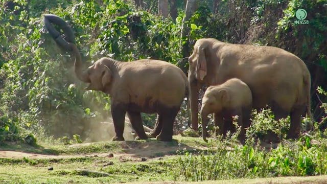 Elephant plays with and gets stuck in...