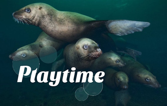 Scuba diver plays with sea lions