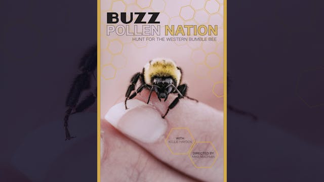 Buzz Pollen Nation