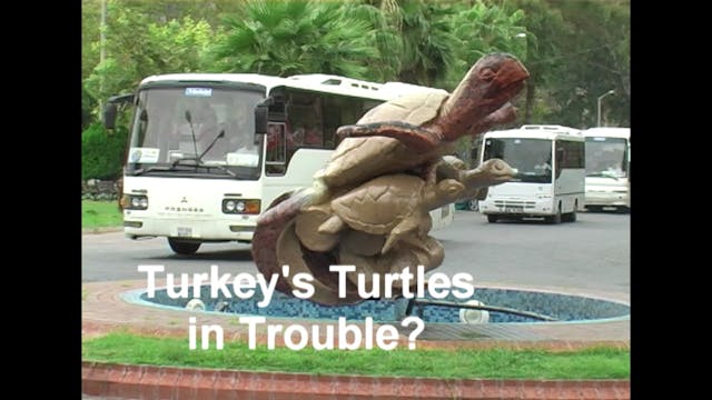 Turkey's Treasures: turtles In trouble