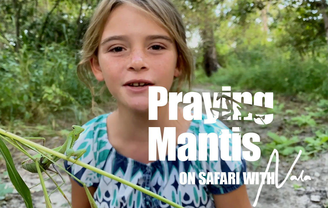 On Safari with Nala - Praying Mantis