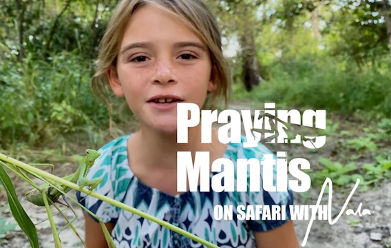 On Safari with Nala - Praying Mantis