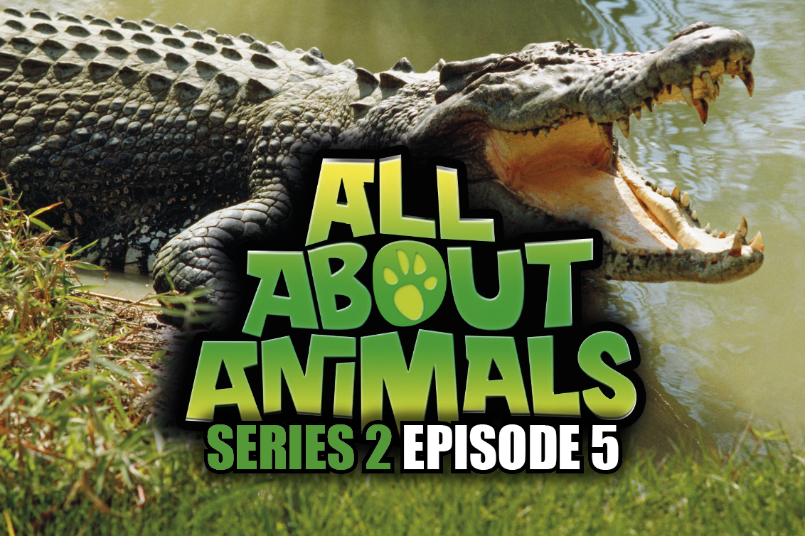 All About Animals - Series 2 - Episode 5