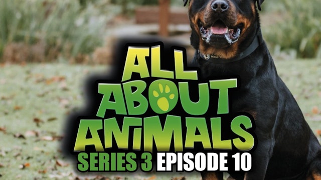 All About Animals - Series 3 - Episode 10