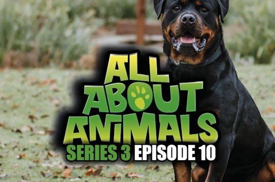 All About Animals - Series 3 - Episod...