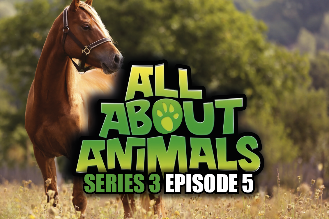 All About Animals - Series 3 - Episode 5