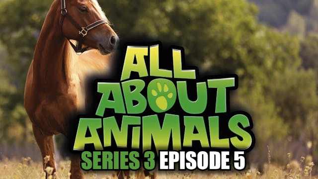 All About Animals - Series 3 - Episode 5