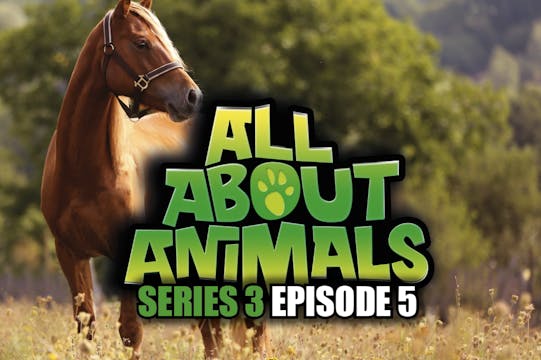 All About Animals - Series 3 - Episode 5