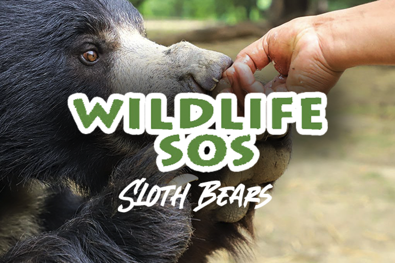 Wildlife SOS: Sloth Bears