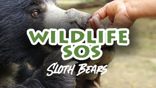 Wildlife SOS: Sloth Bears