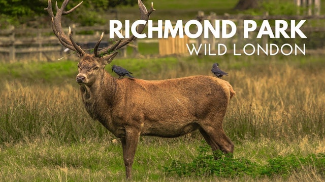 Natural World Facts - Wildlife of Richmond Park