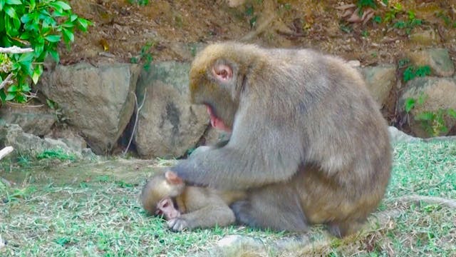Baby macaque groomed by mother
