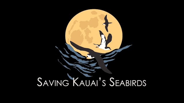 Saving Kauai's Seabirds
