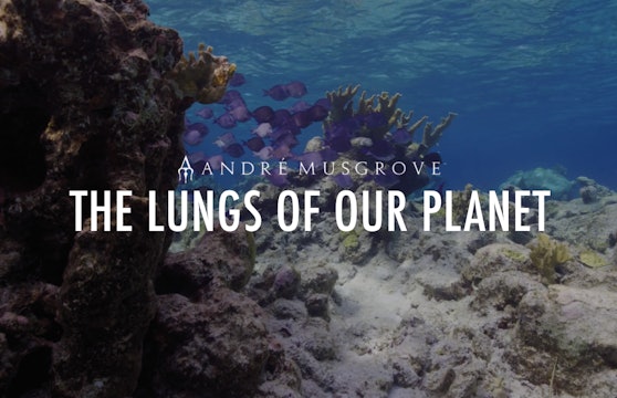 Coral Reefs, The Lungs of our planet