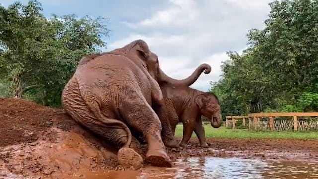 Baby Elephants First Time In Mud 