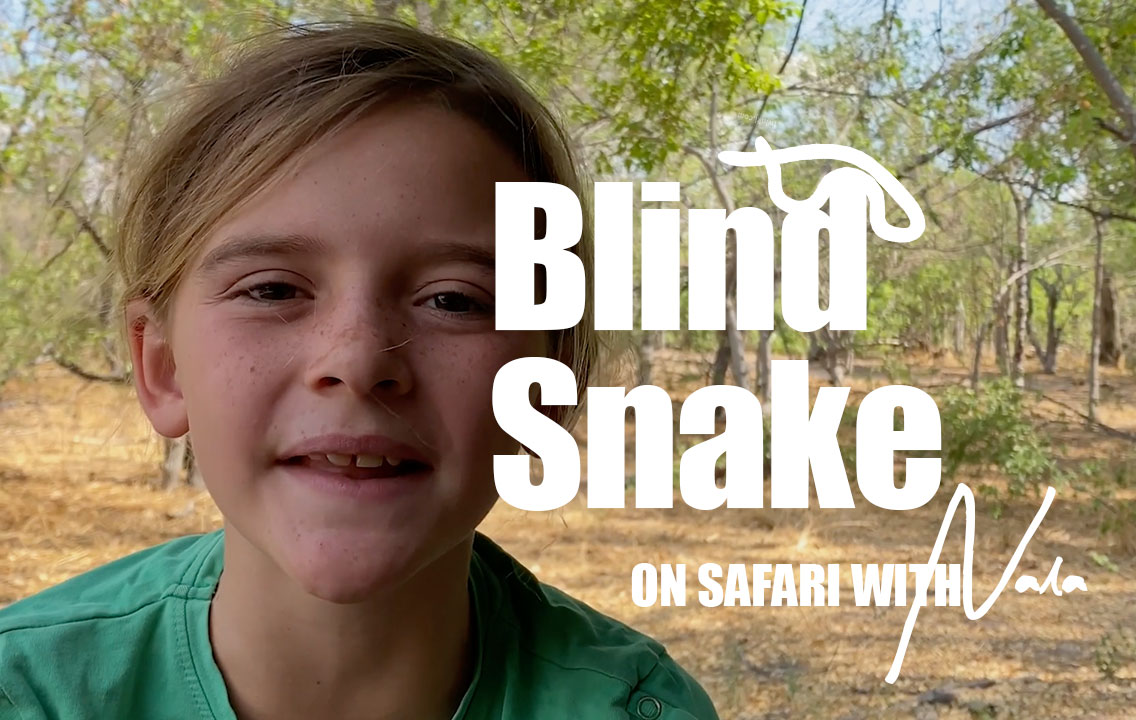 On Safari with Nala - Blind Snake
