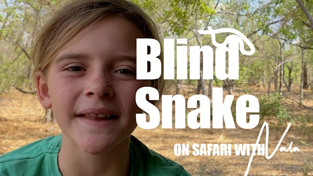 On Safari with Nala - Blind Snake
