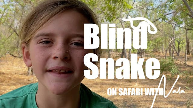 On Safari with Nala - Blind Snake