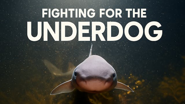 Fighting For The Underdog