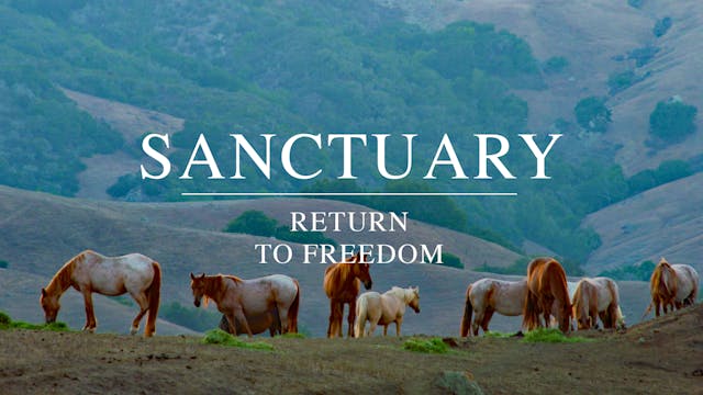 Sanctuary - Return to Freedom