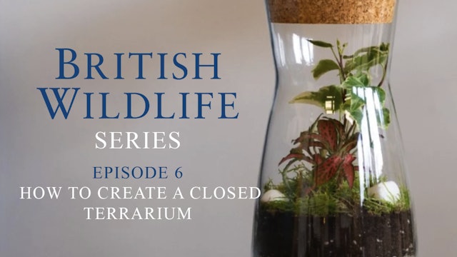 British Wildlife Series -Episode 6- How To Create A Closed Terrarium