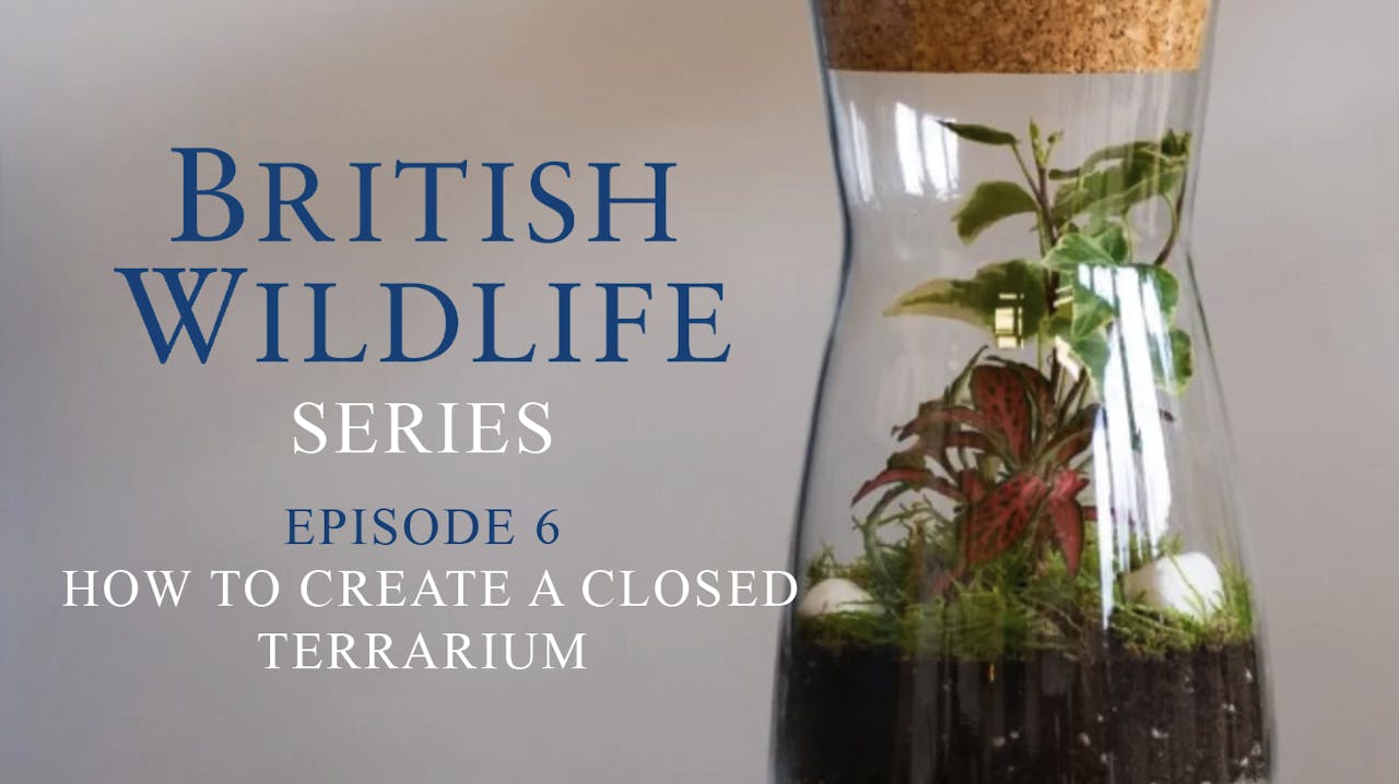 British Wildlife Series Episode 6 How To Create A Closed Terrarium