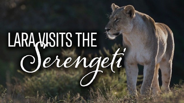 Lara visits the Serengeti - Lions