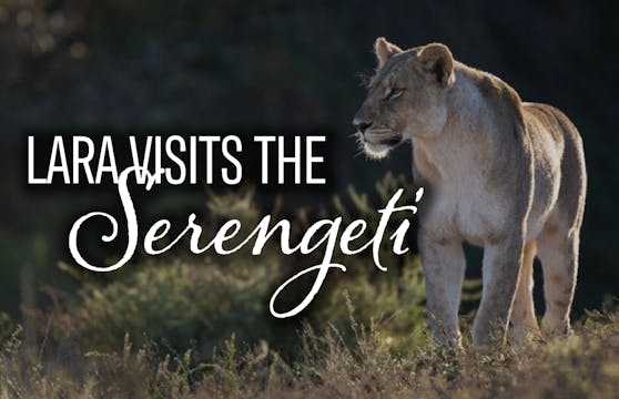 Lara visits the Serengeti - Lions