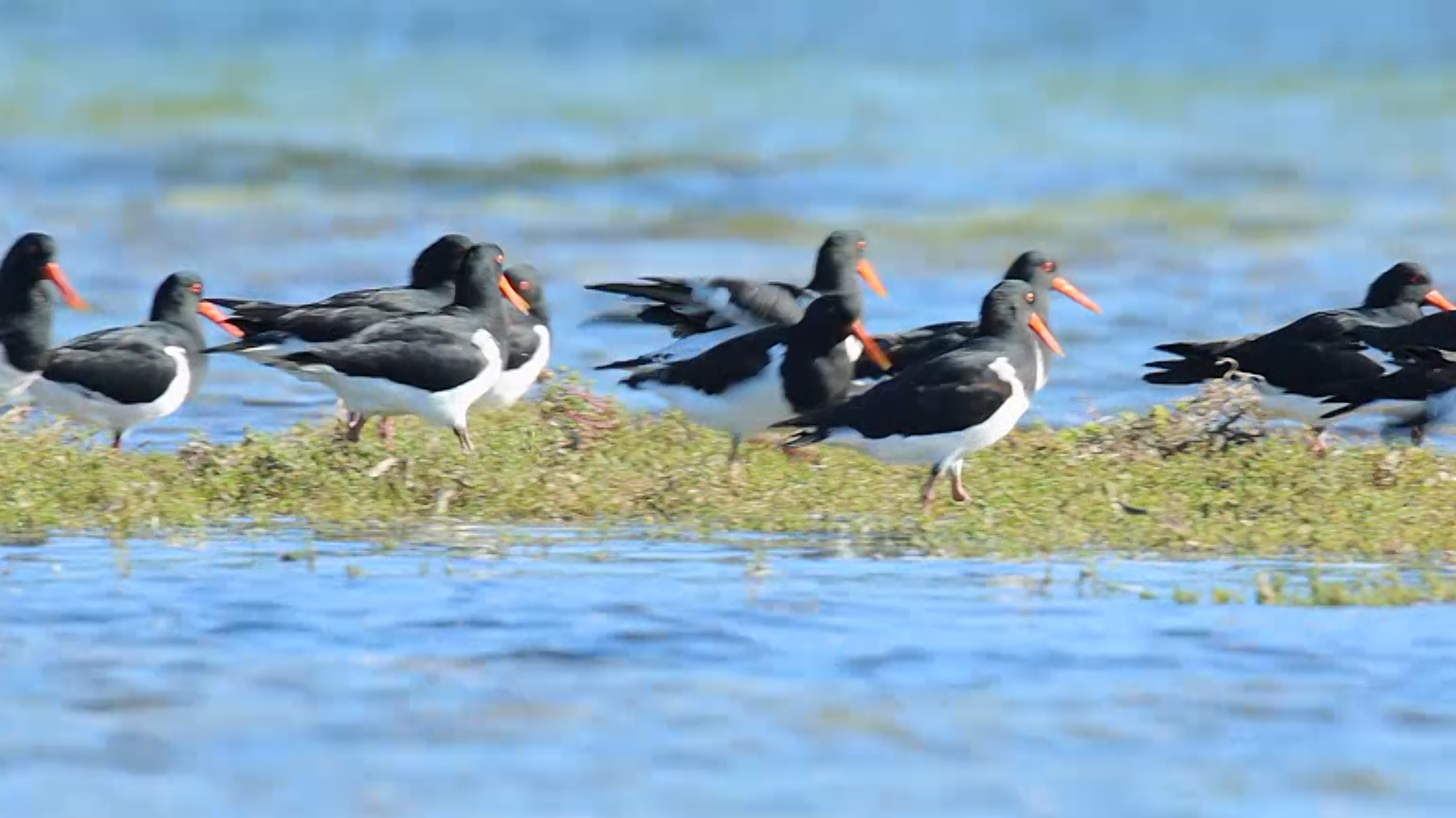 Kangaroo Island - Janet Ayliffe