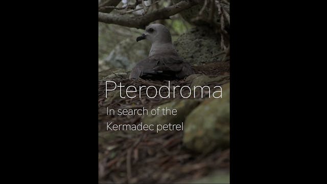 Pteredroma Teaser WCFF2023