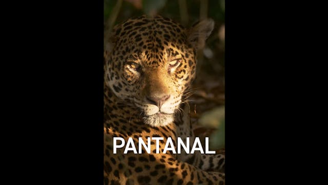 Pantanal Teaser WCFF2023 