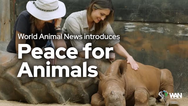 World Animal News introduces the miss...