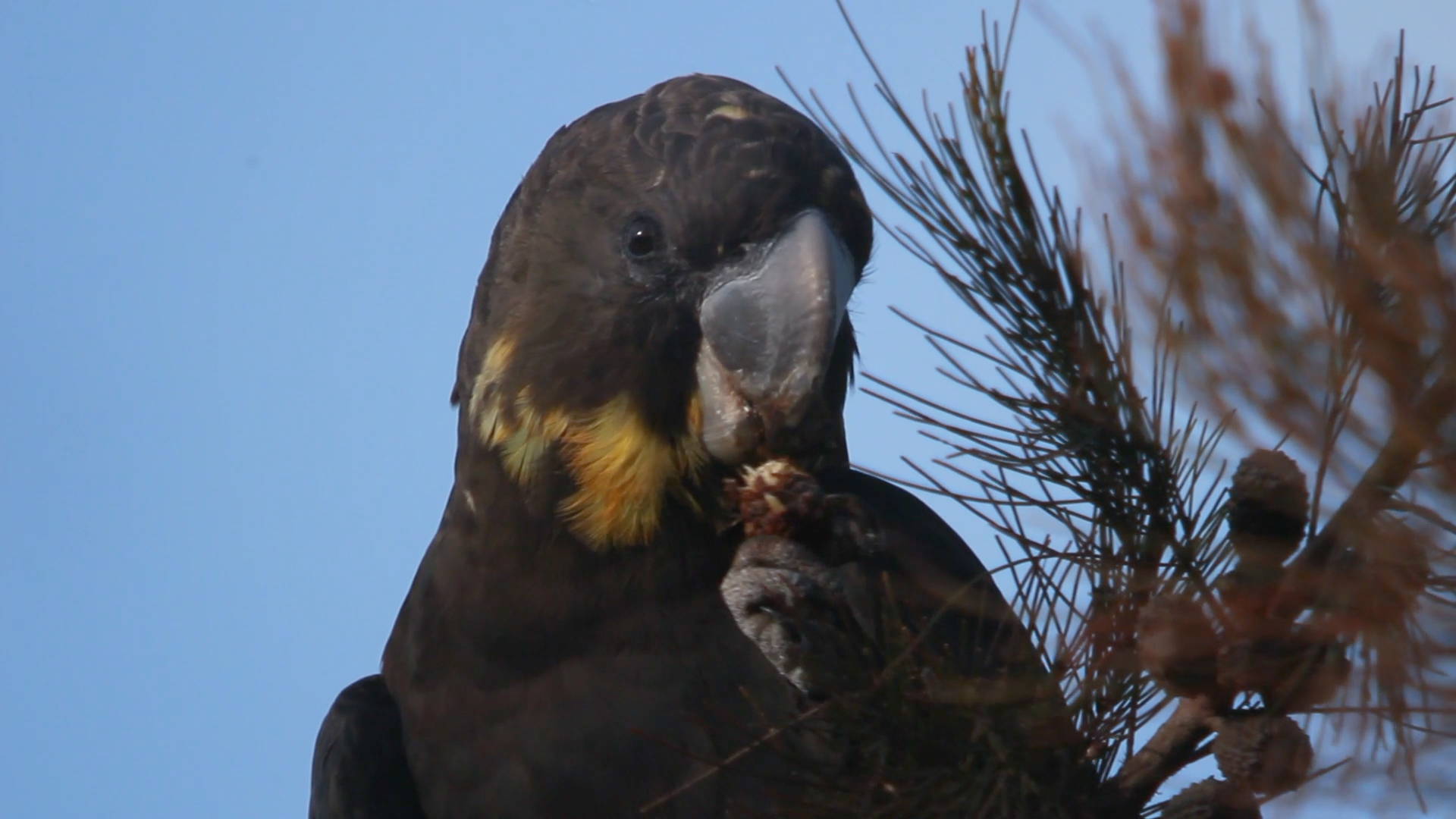 Green Cauldron - Innes Larkin