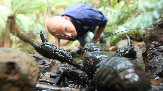 Tasmania - Todd Walsh