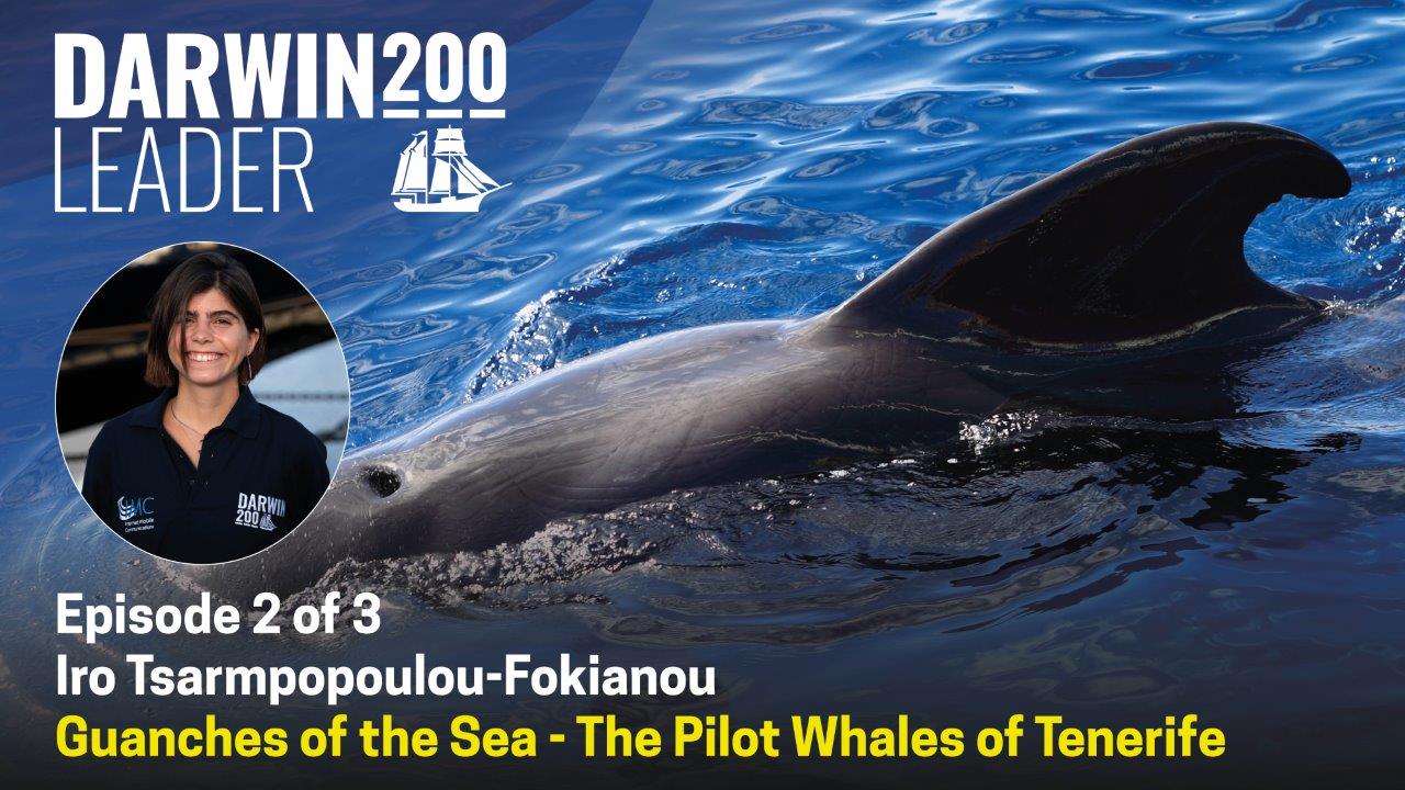DARWIN 200 - Guanches of the sea - The Pilot Whale - Episode 2