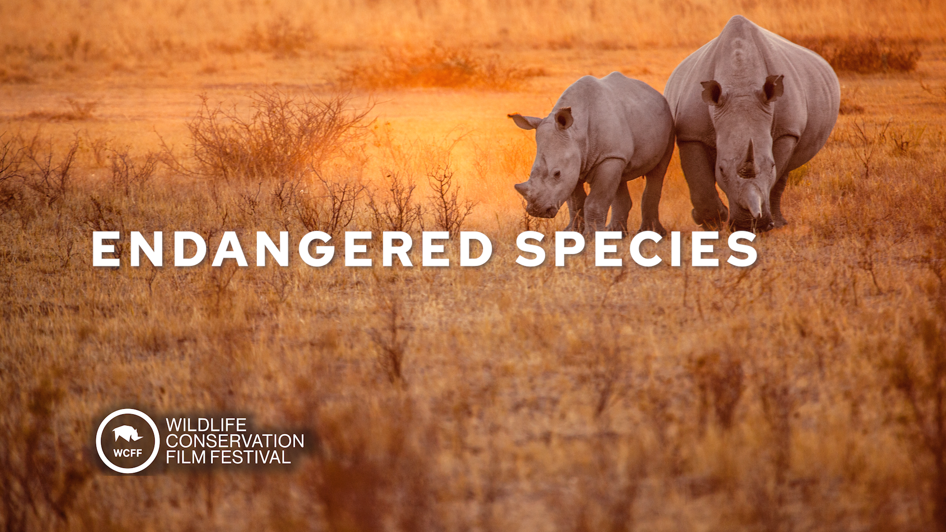 Endangered Species WCFF2023