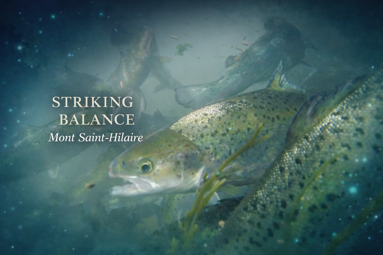 Striking Balance - Mont Saint-Hilaire