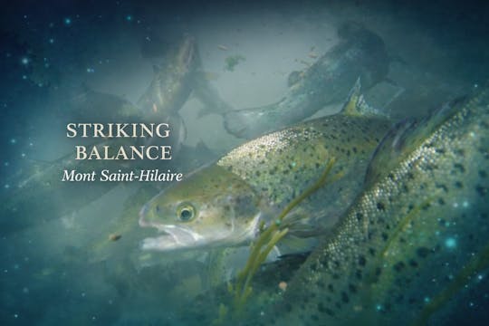 Striking Balance - Mont Saint-Hilaire