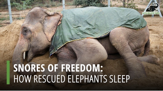 Wildlife SOS: Snores of Freedom