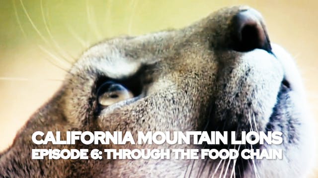 California Mountain Lions Episode 6
